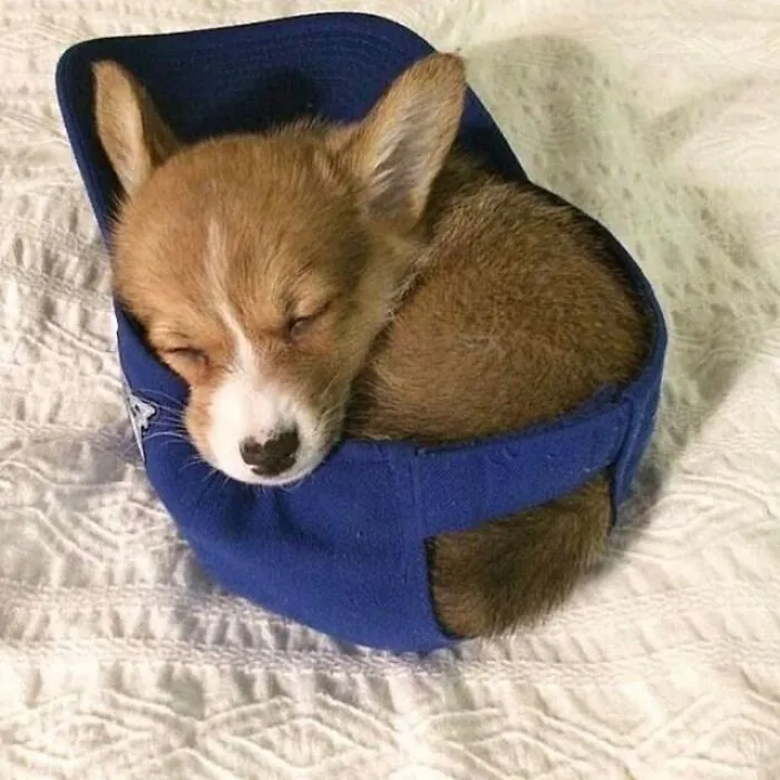 35 Fotos de animales para que tengas una sobredosis de ternura