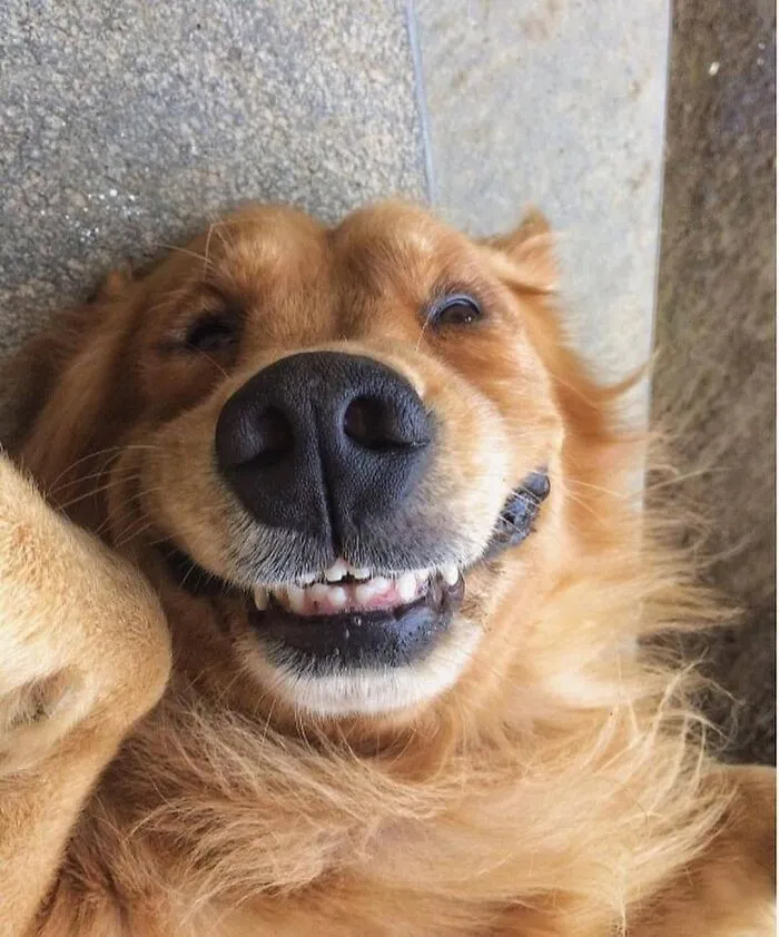 43 Animal Pics Shared By “Cute Emergency” For Your Daily Dose Of Cuteness