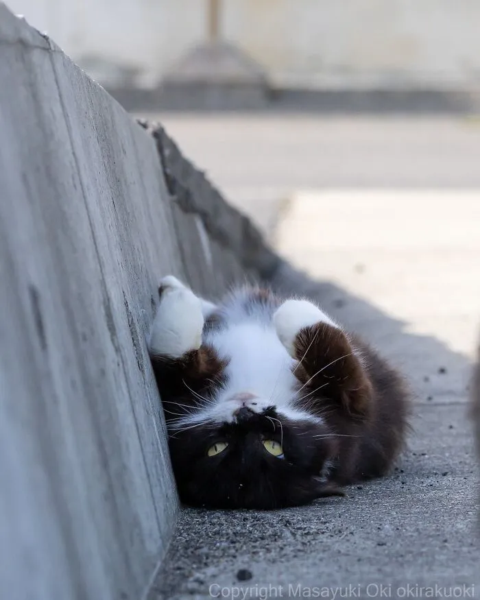 From Playful Fights To Peaceful Naps: 37 New Street Cat Photos By Masayuki Oki