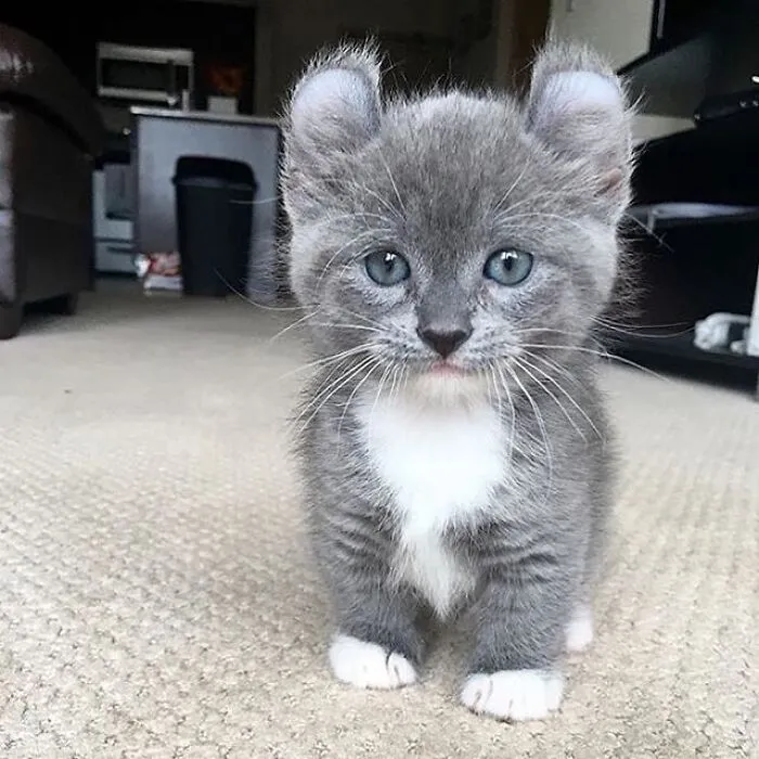 35 Fotos de animales para que tengas una sobredosis de ternura