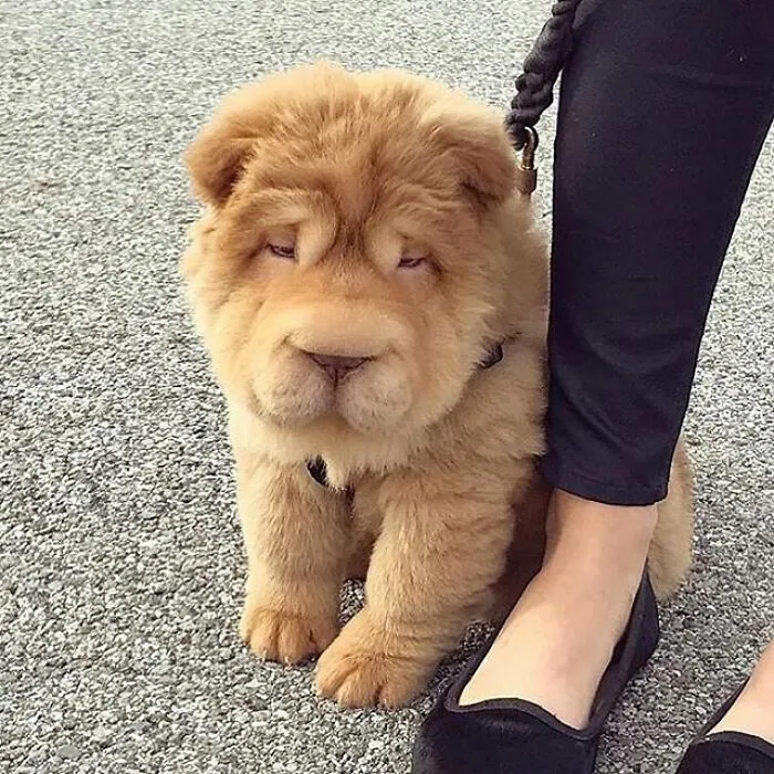 35 Fotos de animales para que tengas una sobredosis de ternura