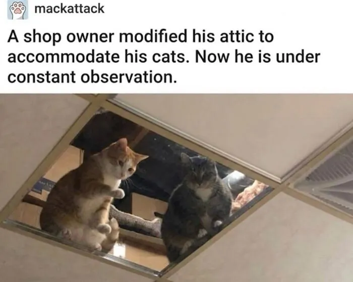 This Community Shared 42 Hilarious Cat Moments That Perfectly Capture Their Weirdness (New Pics)
