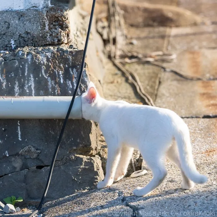 From Playful Fights To Peaceful Naps: 37 New Street Cat Photos By Masayuki Oki