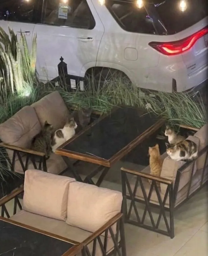 This Community Shared 42 Hilarious Cat Moments That Perfectly Capture Their Weirdness (New Pics)