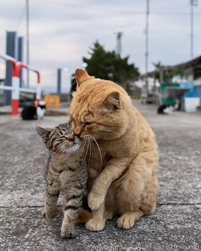 From Playful Fights To Peaceful Naps: 37 New Street Cat Photos By Masayuki Oki
