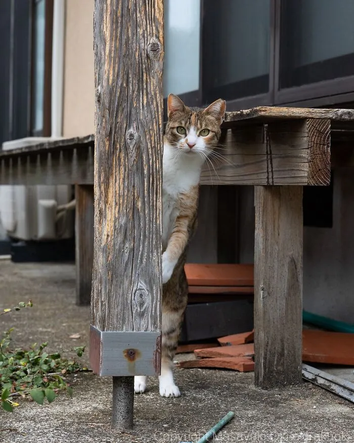 From Playful Fights To Peaceful Naps: 37 New Street Cat Photos By Masayuki Oki