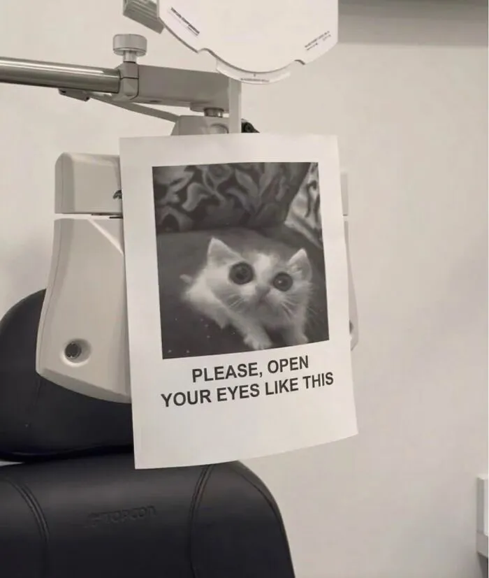 This Community Shared 42 Hilarious Cat Moments That Perfectly Capture Their Weirdness (New Pics)