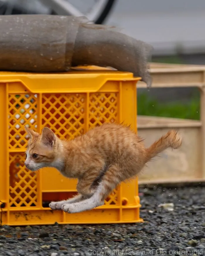 From Playful Fights To Peaceful Naps: 37 New Street Cat Photos By Masayuki Oki
