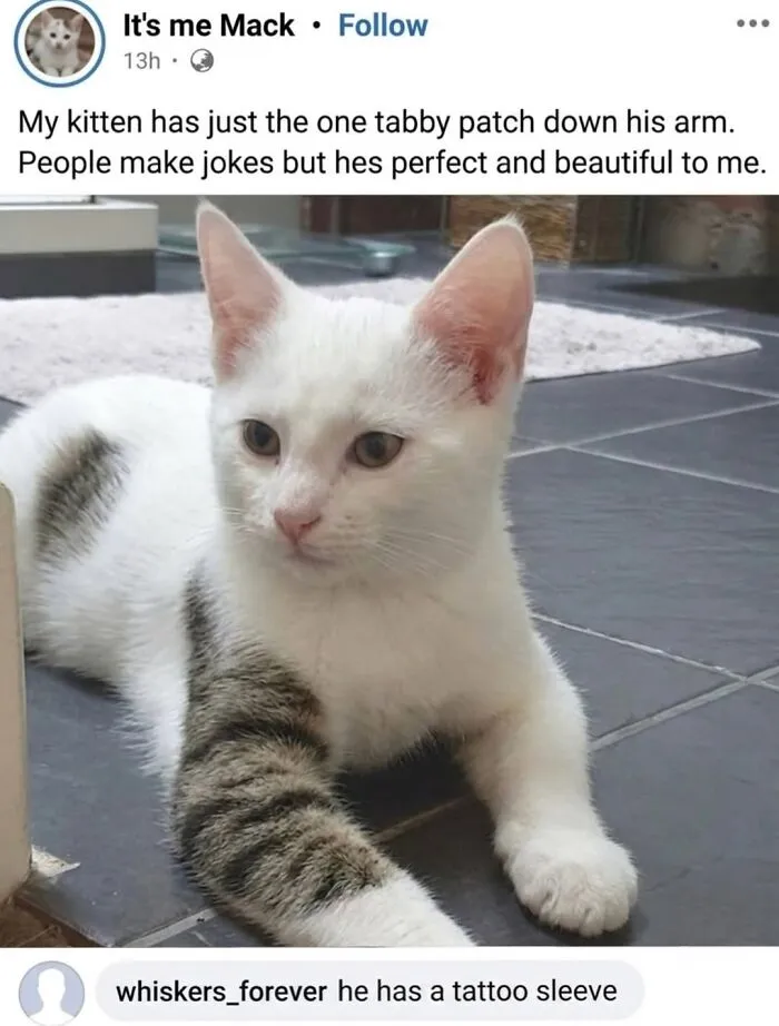 This Community Shared 42 Hilarious Cat Moments That Perfectly Capture Their Weirdness (New Pics)