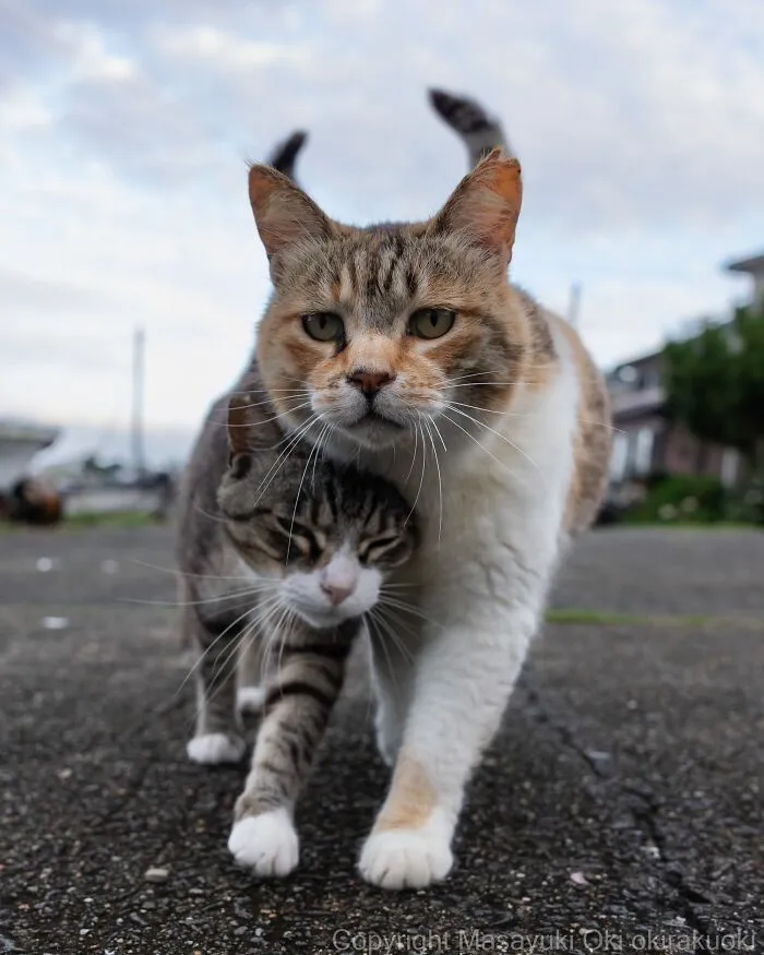 From Playful Fights To Peaceful Naps: 37 New Street Cat Photos By Masayuki Oki