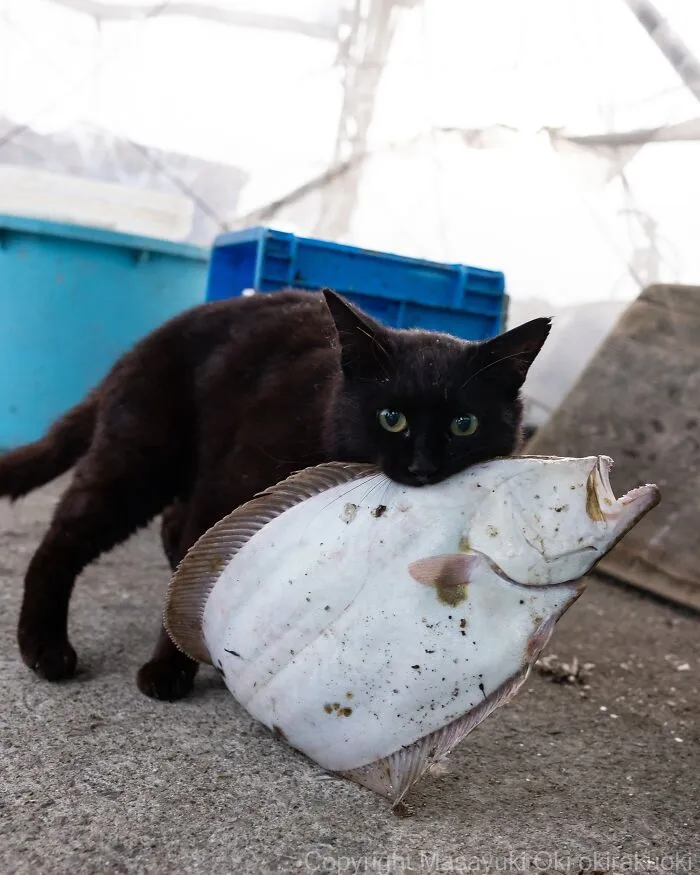 From Playful Fights To Peaceful Naps: 37 New Street Cat Photos By Masayuki Oki