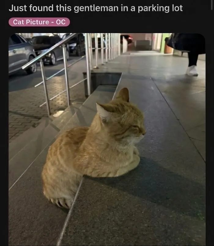This Community Shared 42 Hilarious Cat Moments That Perfectly Capture Their Weirdness (New Pics)