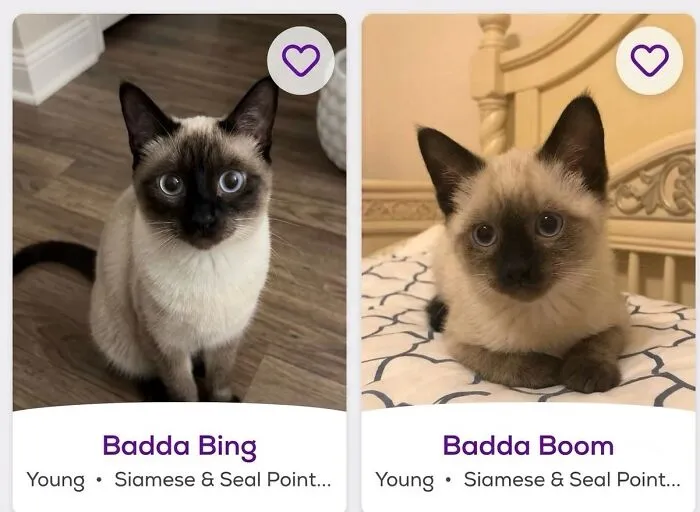 This Community Shared 42 Hilarious Cat Moments That Perfectly Capture Their Weirdness (New Pics)
