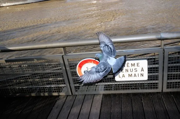 35 Perfectly Timed Street Photos By This Artist That Reveal Extraordinary Moments Hidden In Everyday Life
