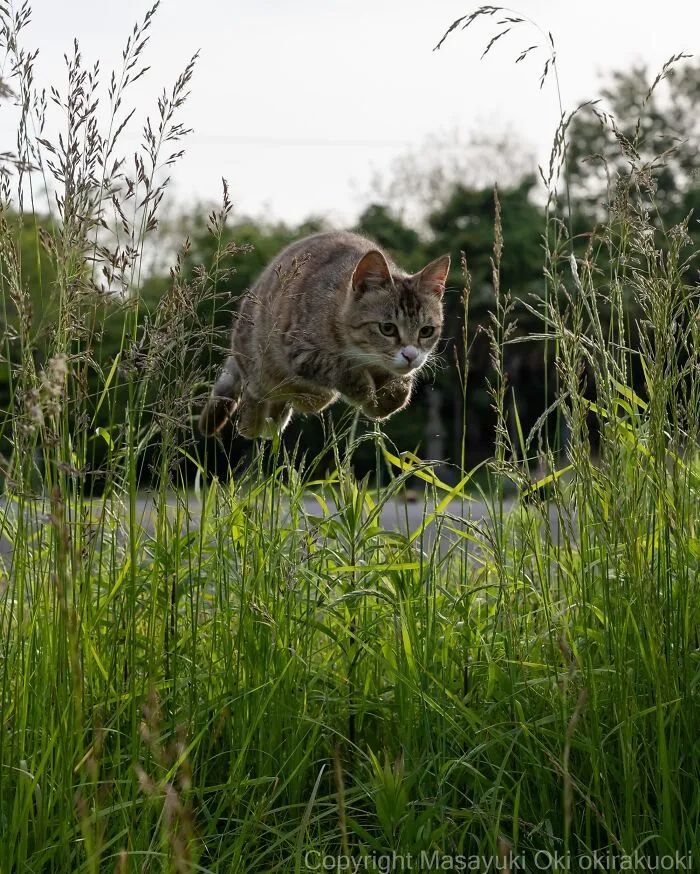From Playful Fights To Peaceful Naps: 37 New Street Cat Photos By Masayuki Oki