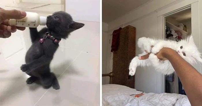 “Important Animal Images” Shared 33 New Cat Pics Full Of Chaos, Cuteness, And Comedy