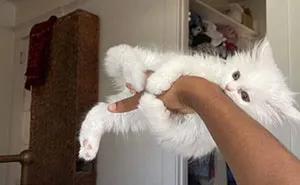 “Important Animal Images” Shared 33 New Cat Pics Full Of Chaos, Cuteness, And Comedy