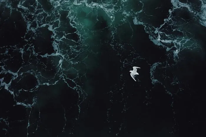 An overhead view of a single white seagull flying over dark, turbulent ocean water with foamy white patterns, like deeply disturbed internet rabbit holes.