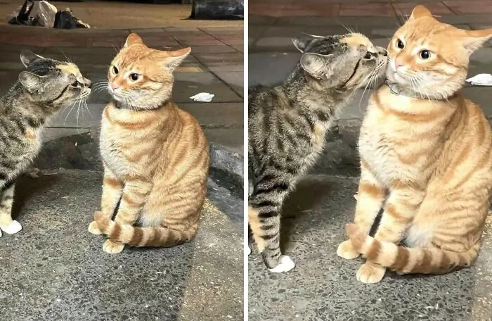 “Important Animal Images” Shared 33 New Cat Pics Full Of Chaos, Cuteness, And Comedy