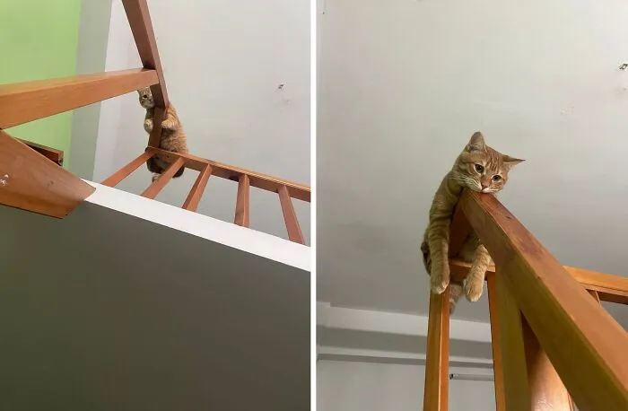 “Important Animal Images” Shared 33 New Cat Pics Full Of Chaos, Cuteness, And Comedy