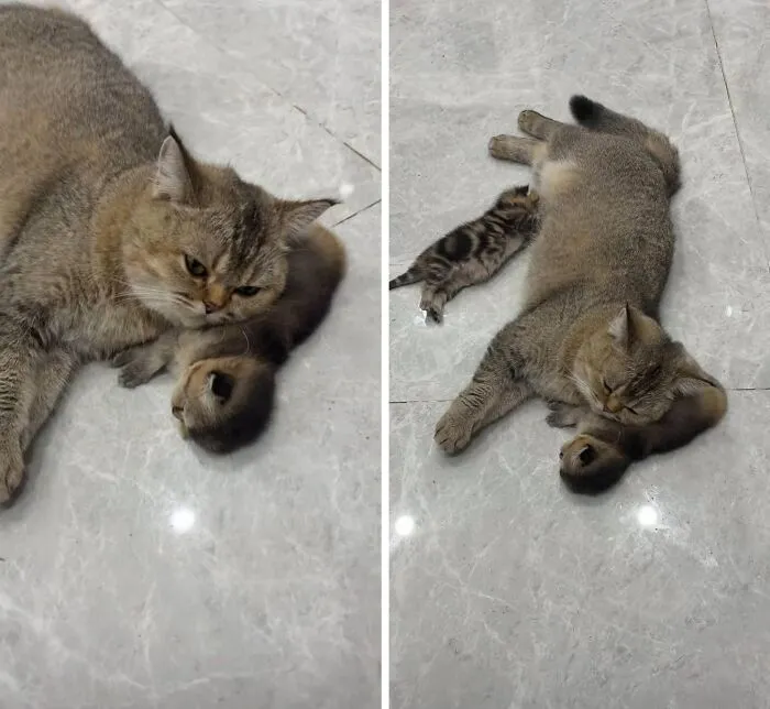 “Important Animal Images” Shared 33 New Cat Pics Full Of Chaos, Cuteness, And Comedy
