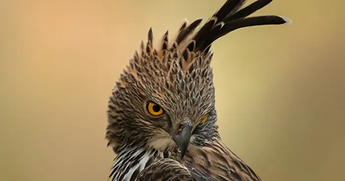 35 Impresionantes fotografías de fauna de esta fotógrafa galardonada