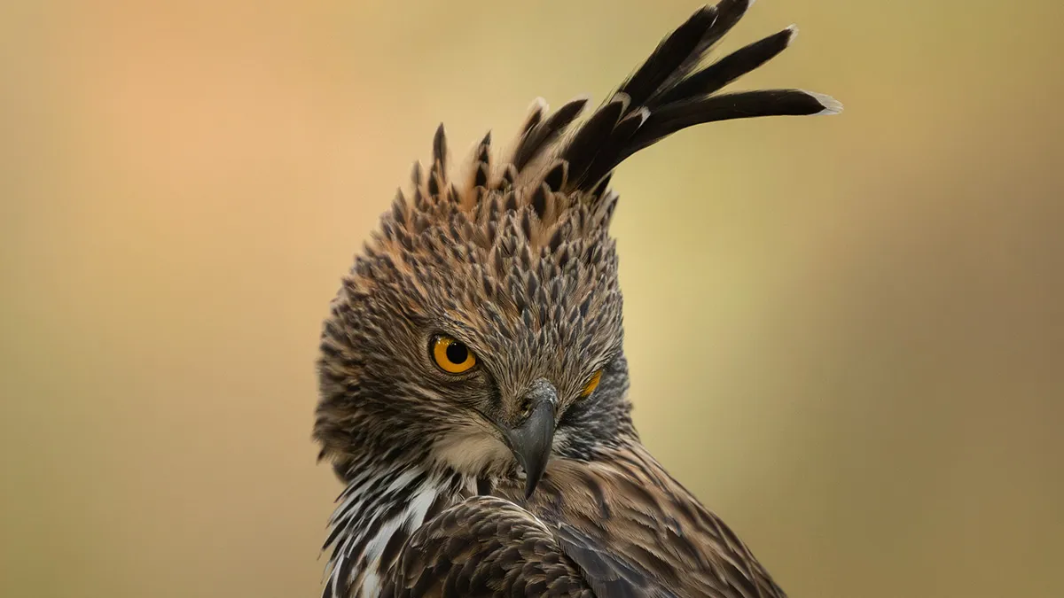 35 Impresionantes fotografías de fauna de esta fotógrafa galardonada