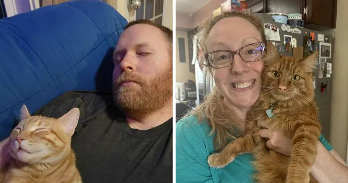 35 Cat Owners Share Their Orange "Children" Online, And Some Feline Lookalikes Surprise Everyone