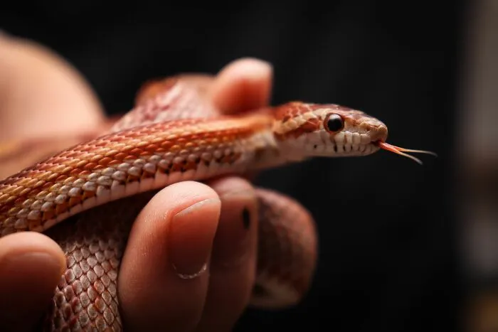 53 Pet Names That Had Everyone Saying, "Why Didn't I Think Of That?"