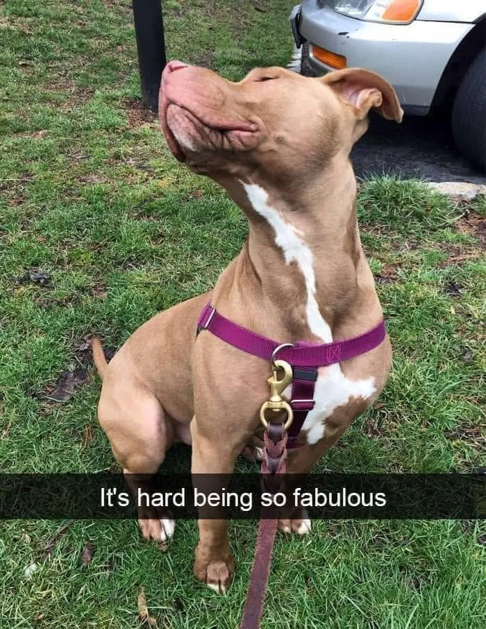 49 Funny Memes Shared By “Dog Memes Galore” That Pet Owners Might Relate To