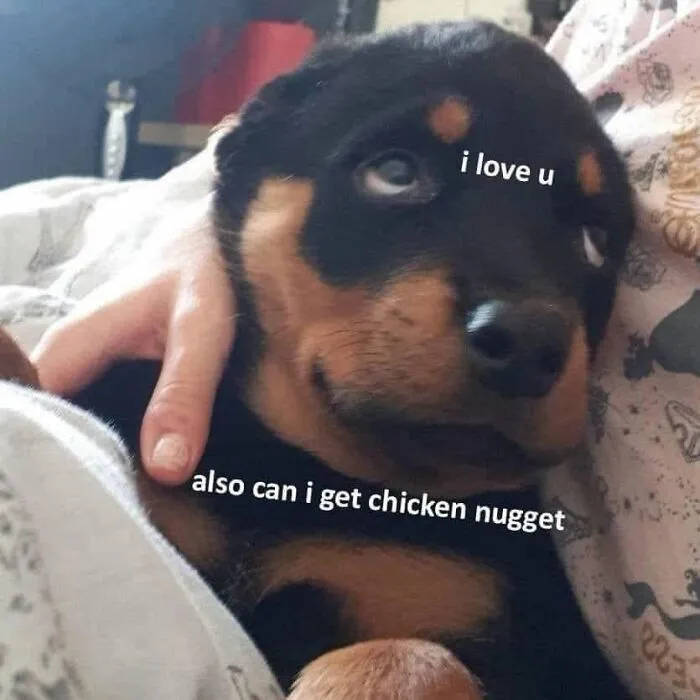 49 Funny Memes Shared By “Dog Memes Galore” That Pet Owners Might Relate To