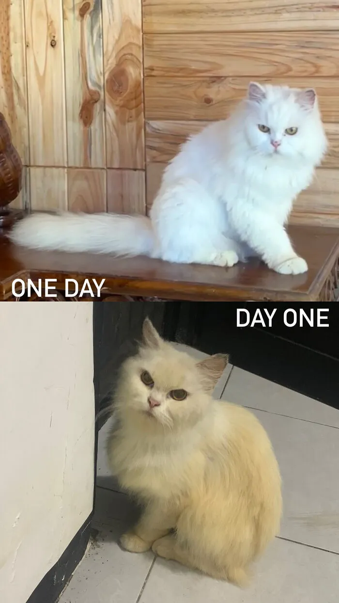 A rescue cat transformation with a fluffy white cat on a table and a slightly disheveled lighter-colored cat on the floor.
