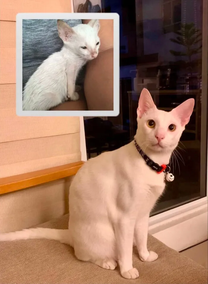 A before-and-after image showing a small, thin white rescue cat transforming into a healthy, elegant cat.