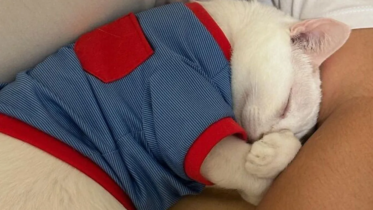 73 Cats Who Underwent A Complete Transformation After Finding Their Forever Homes