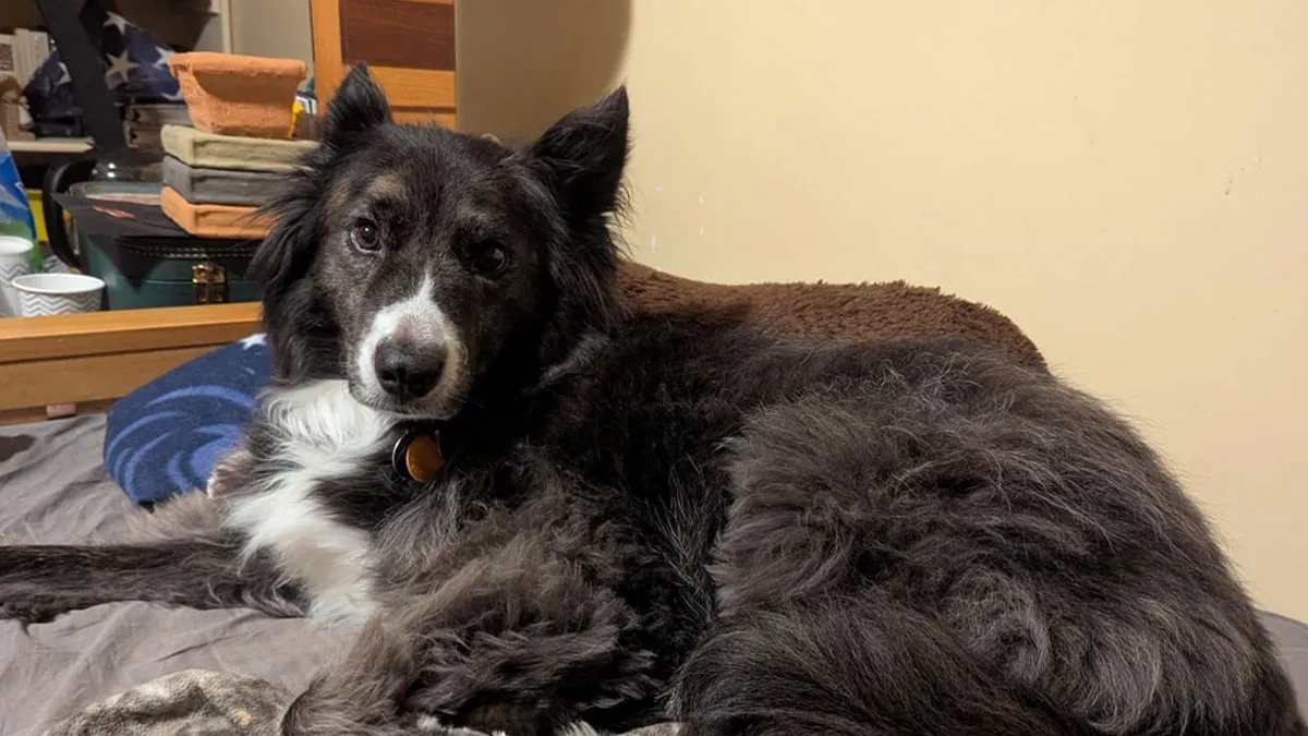 Bride Sparks Wedding Drama By Banning Sibling's Service Dog, Backstory Reveals The Real Reason Why