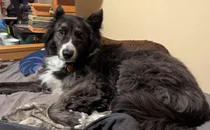 Bride Sparks Wedding Drama By Banning Sibling's Service Dog, Backstory Reveals The Real Reason Why