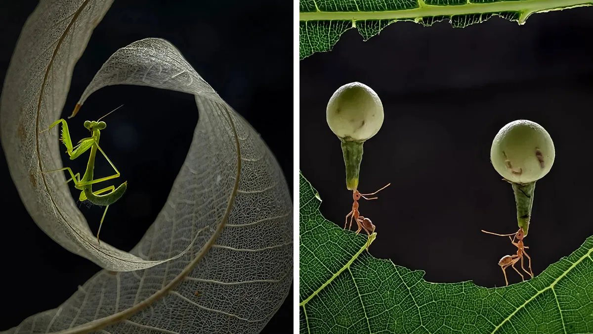 This Photographer Uses A Smartphone To Reveal The Magical World Of Tiny Insects (32 Pics)