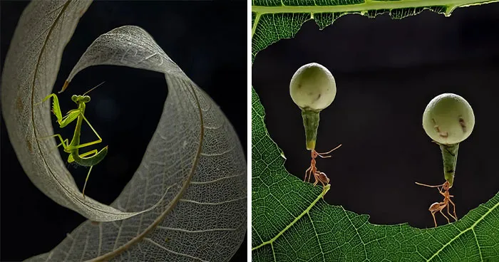 This Photographer Uses A Smartphone To Reveal The Magical World Of Tiny Insects (32 Pics)
