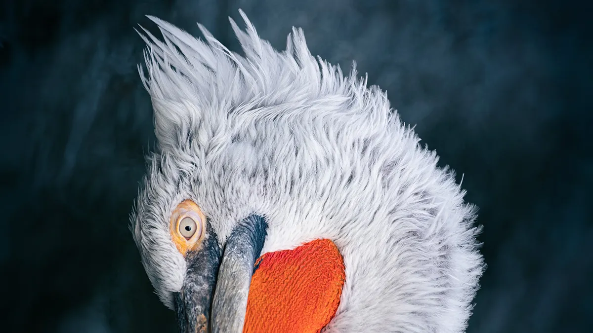 35 Nature Portraits That Celebrate The Beauty, Diversity, And Character Of The Natural World