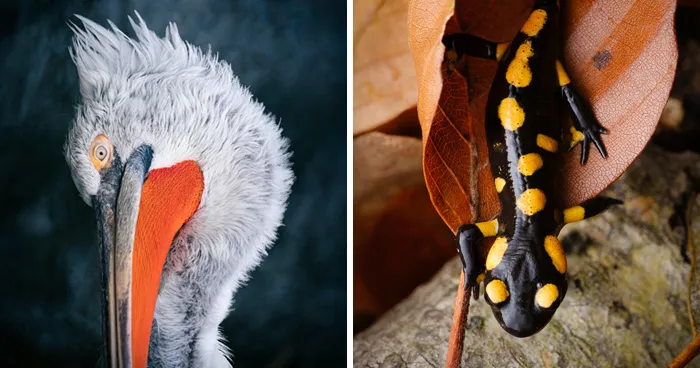 35 Nature Portraits That Celebrate The Beauty, Diversity, And Character Of The Natural World