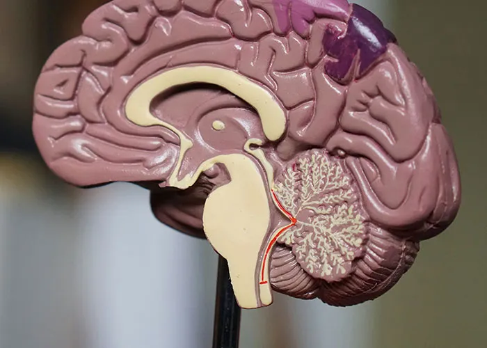 “Scalp Is An Acronym”: 46 Facts About The Human Body That You Might Find Fascinating
