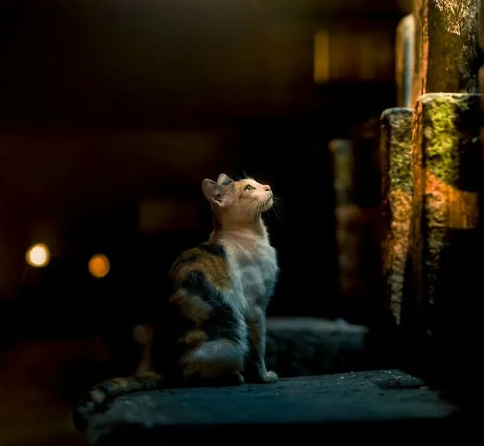 23 Street Cat Photos That Might Melt Your Heart By Guru Charan (New Pics)