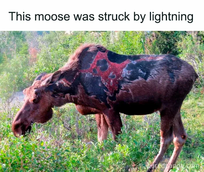 Thunder Moose In His Fist Form