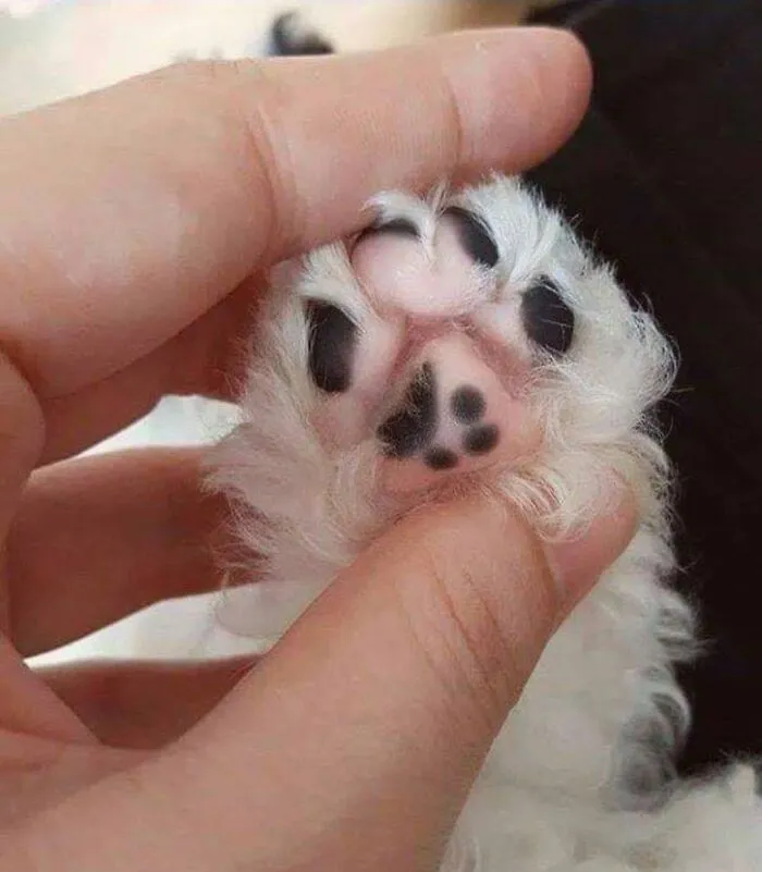 34 Funny And Wholesome Cat Pics Shared By This Page For Anyone Might Need A Dose Of Cuteness