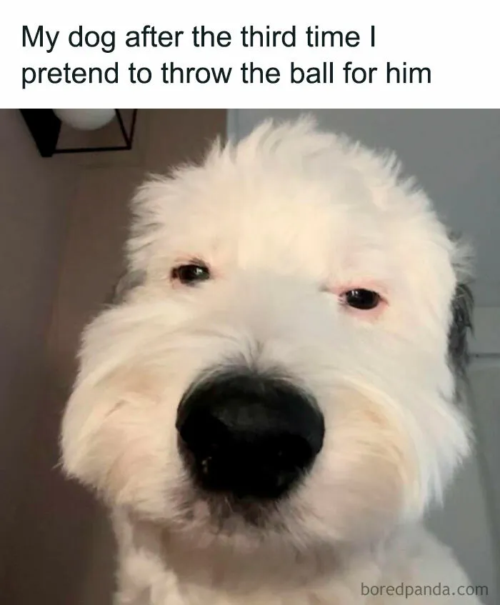 78 Memes For Anyone Who Stops Scrolling The Second An Animal Shows Up