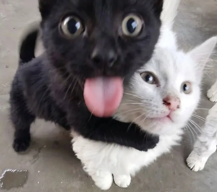 Cat Memes That Might Just Make Sense To Every Animal Lover (74 Pictures)
