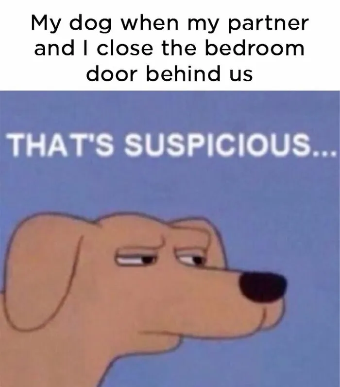 40 Hilariously Accurate Dog Memes From A Page That Knows Exactly What It’s Like To Live With One