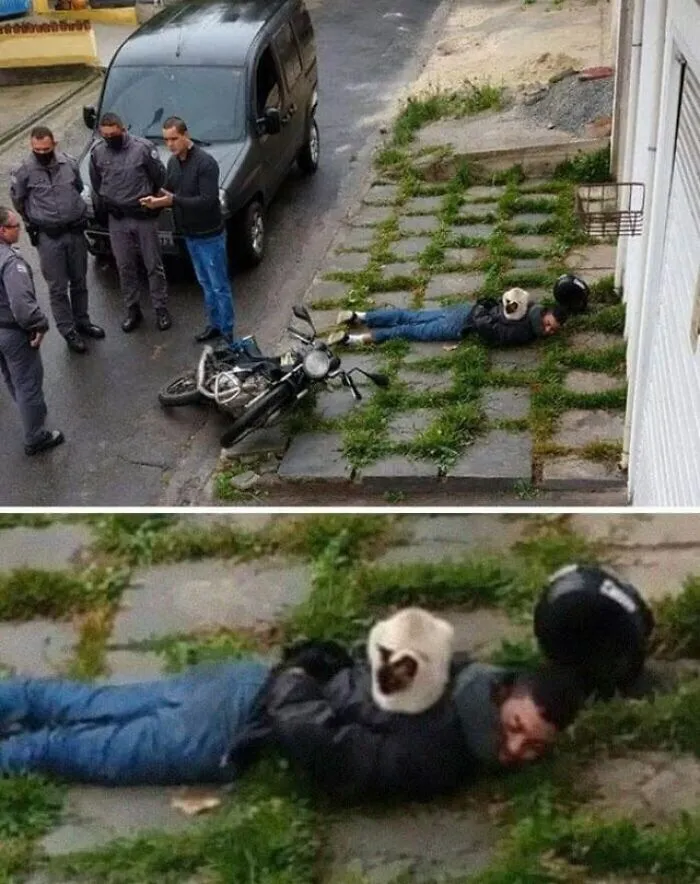 This Page Shared 25 New Pics Of Animals Which Turned Ordinary Situations Into Pure Comedy