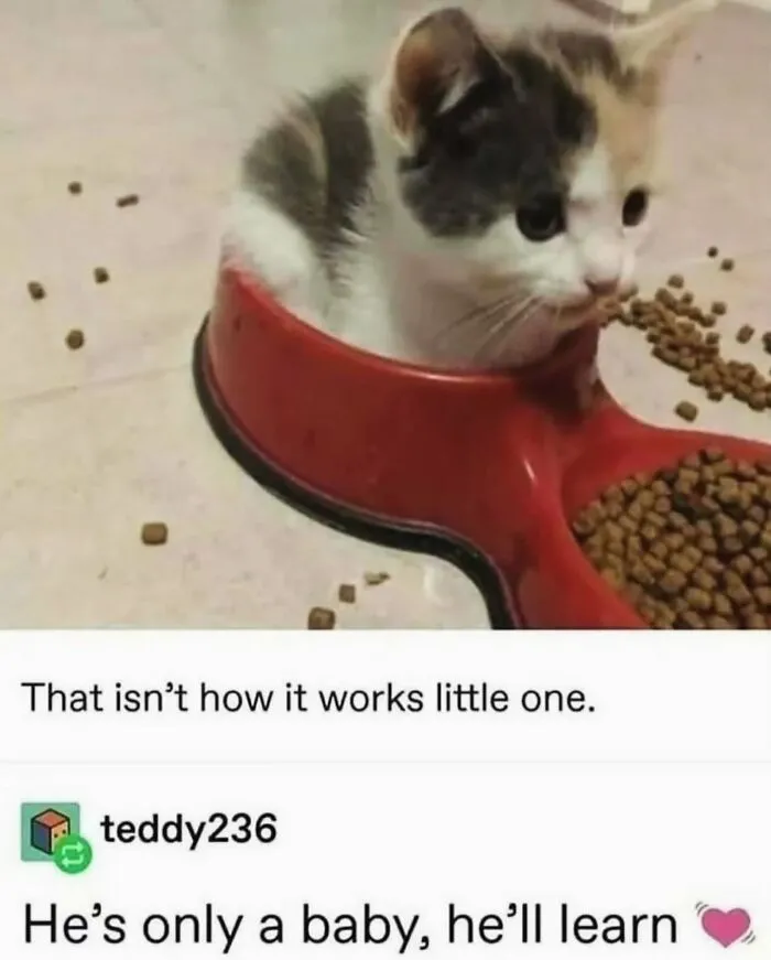 Cat Memes That Might Just Make Sense To Every Animal Lover (74 Pictures)