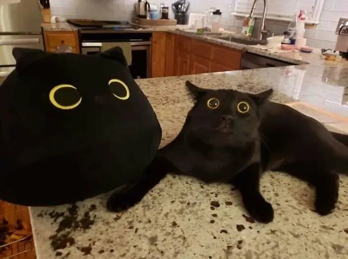 46 Pics Of Cats Being Weird, Dramatic, And Completely Ridiculous, Shared By This Page